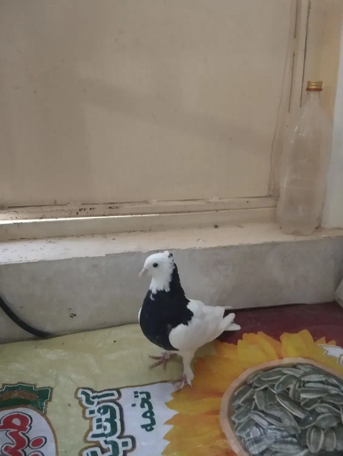 توقی سیاه|پرنده|شیروان (خراسان), |دیوار