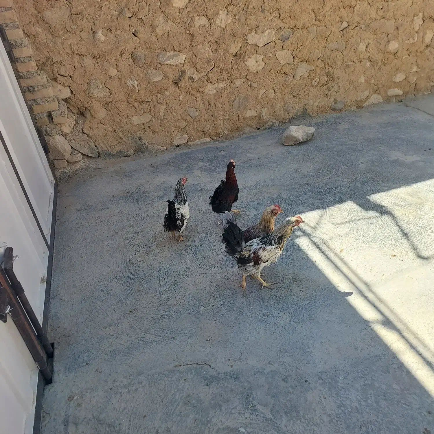 مرغ و خروس نژاد دار|حیوانات مزرعه|قروه, |دیوار