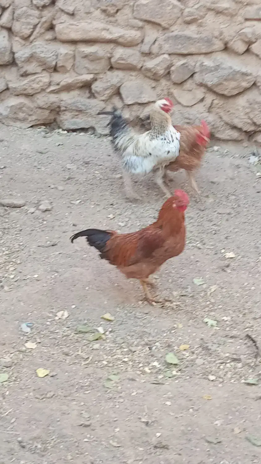 خروس جوان|حیوانات مزرعه|ضیاء آباد, |دیوار