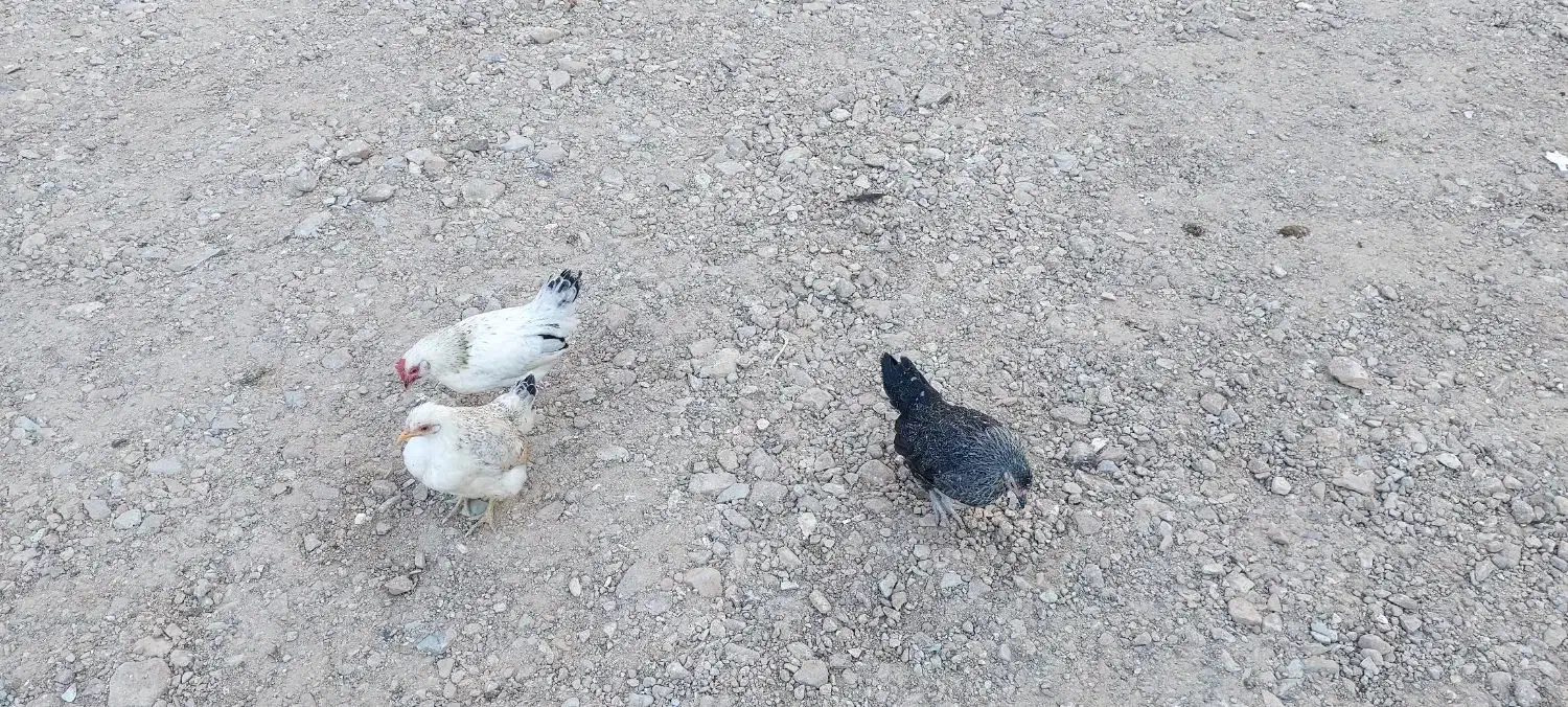 مرغ و خروس مینیاتوری|حیوانات مزرعه|زرندیه, |دیوار