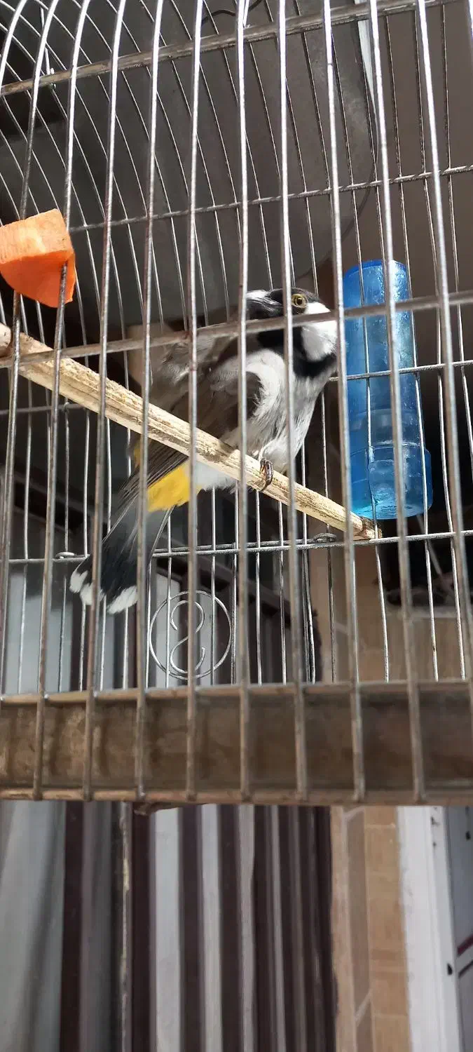 سهره اهوازی نر شاه تخم|پرنده|محمدشهر, علی آباد گونه|دیوار