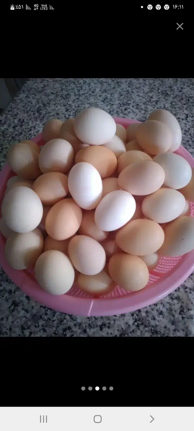 تخم مرغ محلی تازه|خوردنی و آشامیدنی|پلدختر, |دیوار