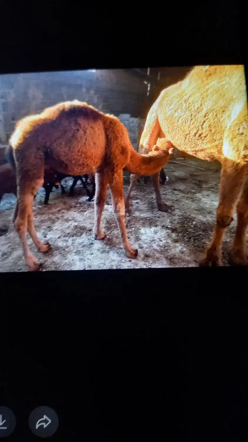 شتر شیری|حیوانات مزرعه|آق قلا, |دیوار