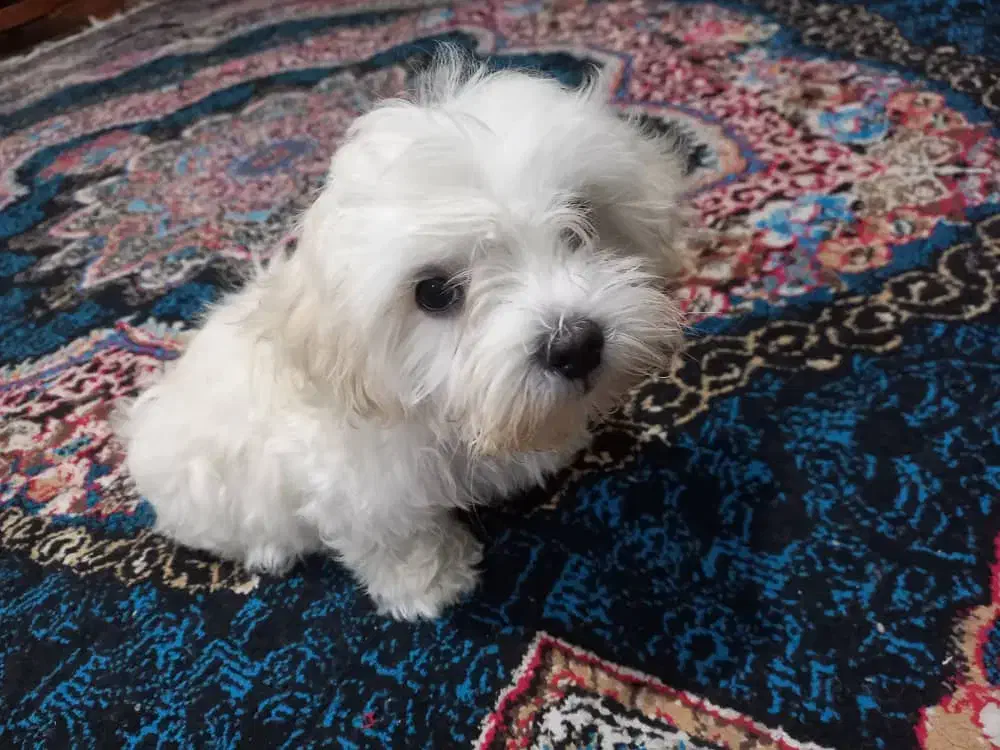 سگ شیتزو تریر|سگ|ارومیه, |دیوار