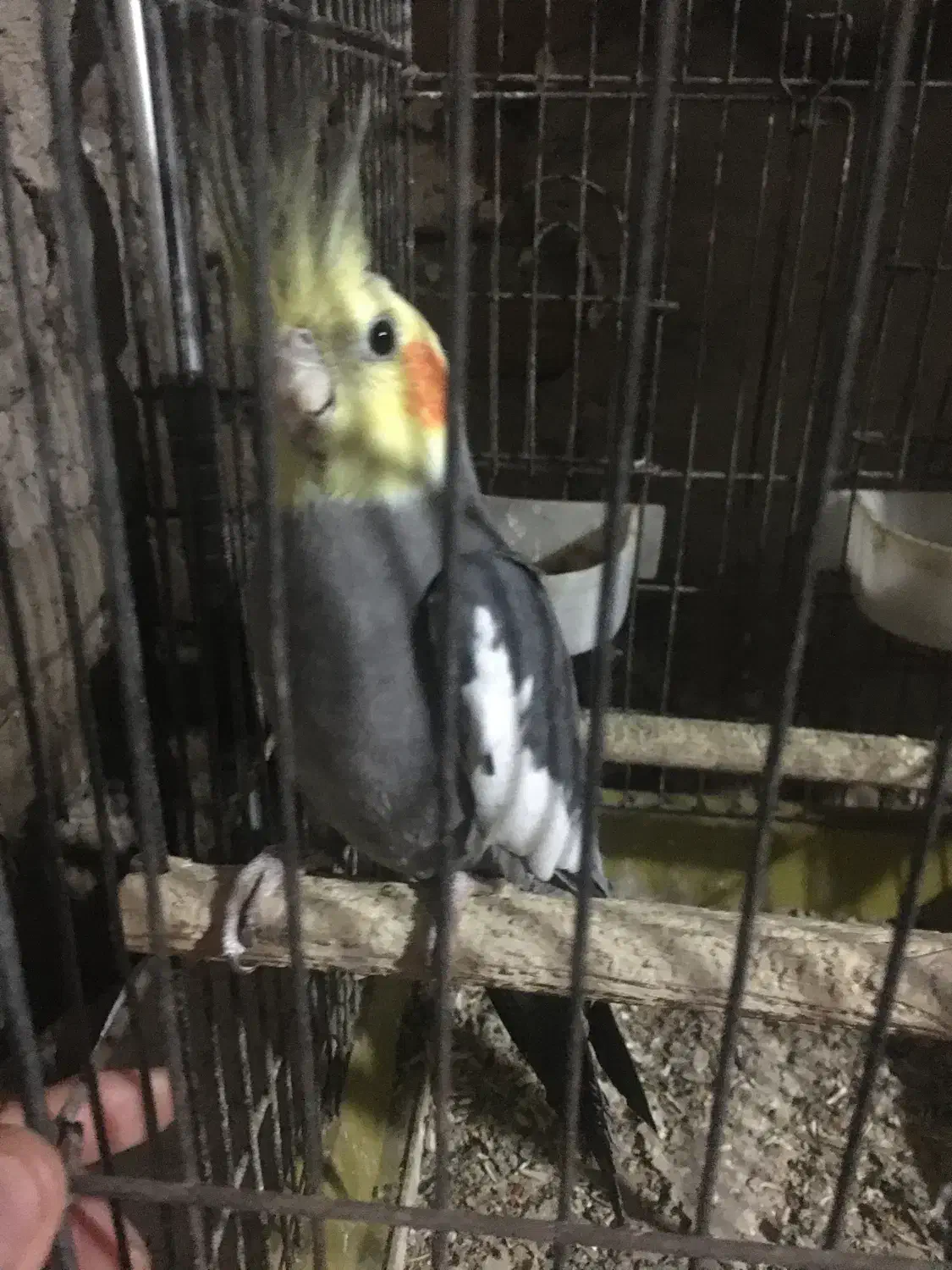 عروس هلندی|پرنده|اردبیل, |دیوار