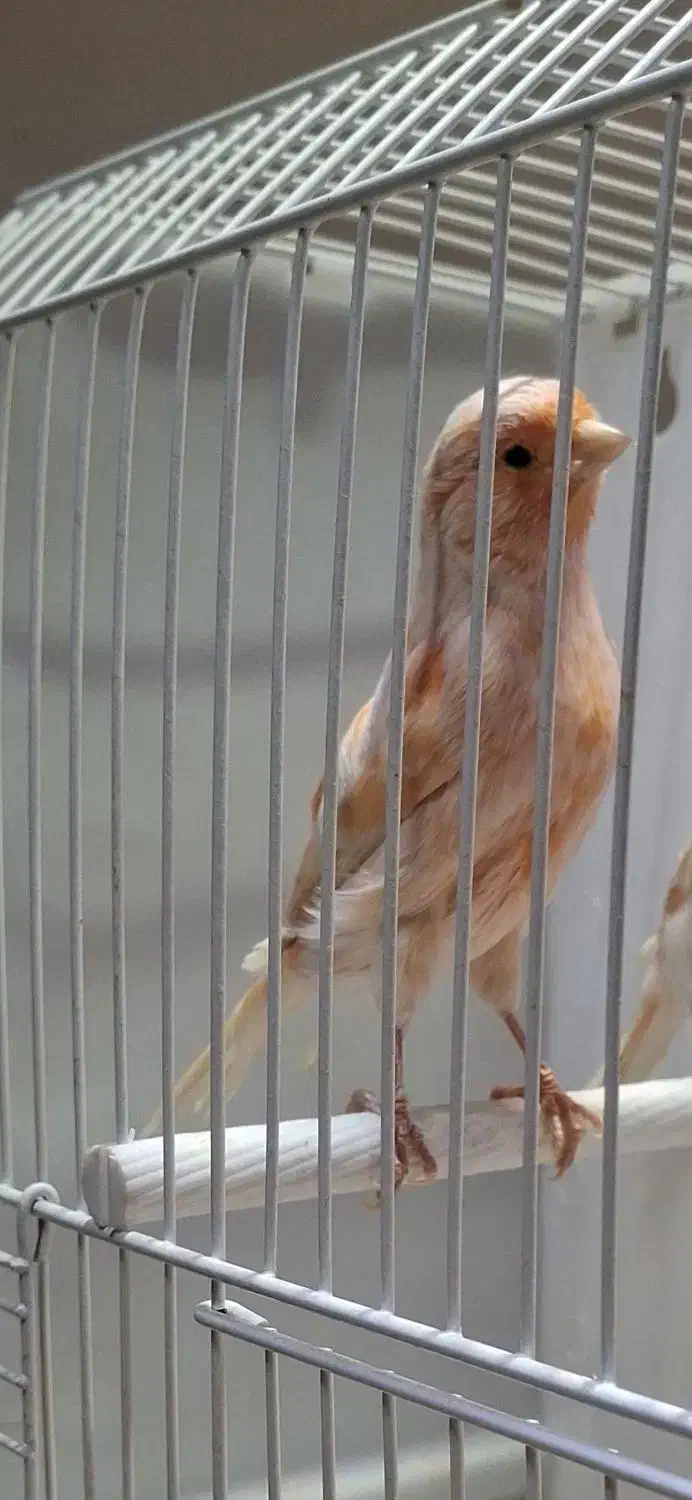 قناری موزاییکی درجه یک ۳ ۹ ماه آماده خواندن|پرنده|مبارکه, |دیوار