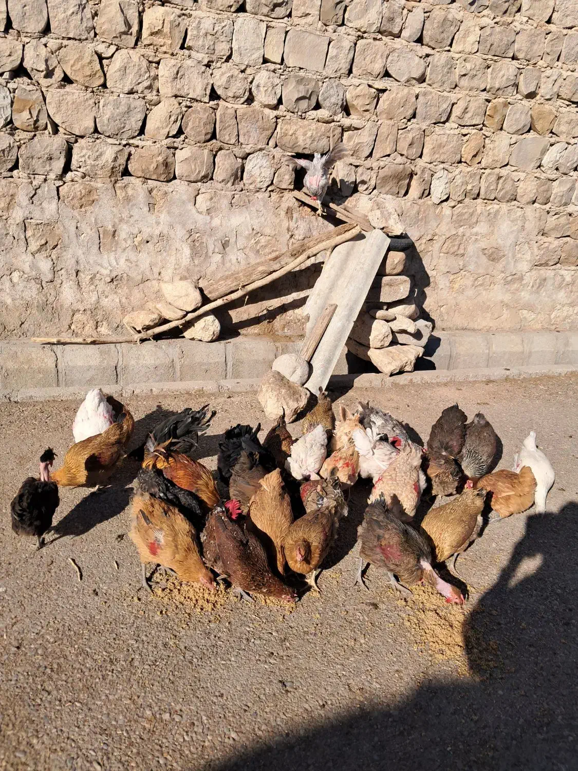 فروش مرغ و بوقلمون|حیوانات مزرعه|اندیمشک, |دیوار