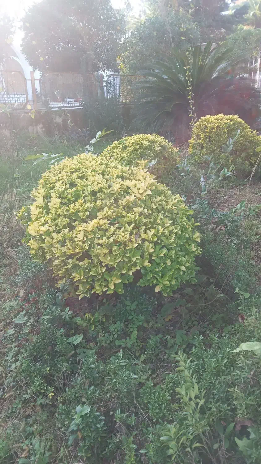 شمشاد طلایی|گل و گیاه طبیعی|نوشهر, |دیوار