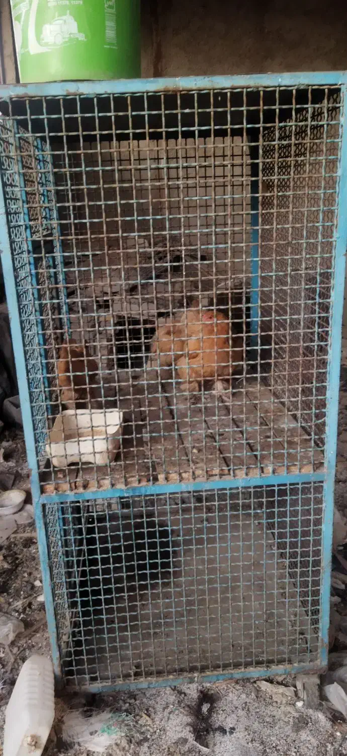 قفس اهنی|لوازم جانبی حیوانات|پاکدشت, پاکدشت (مامازند)|دیوار