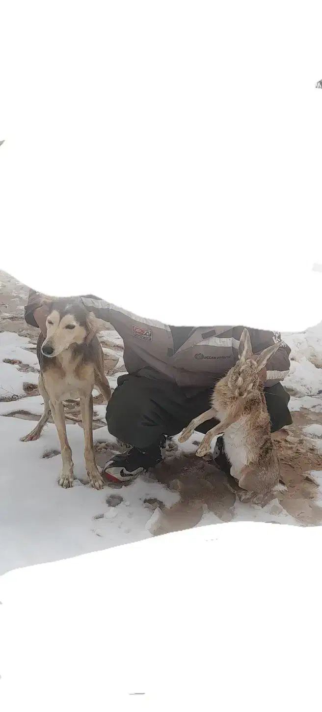 سگ تازی ماده|سگ|قیدار, |دیوار