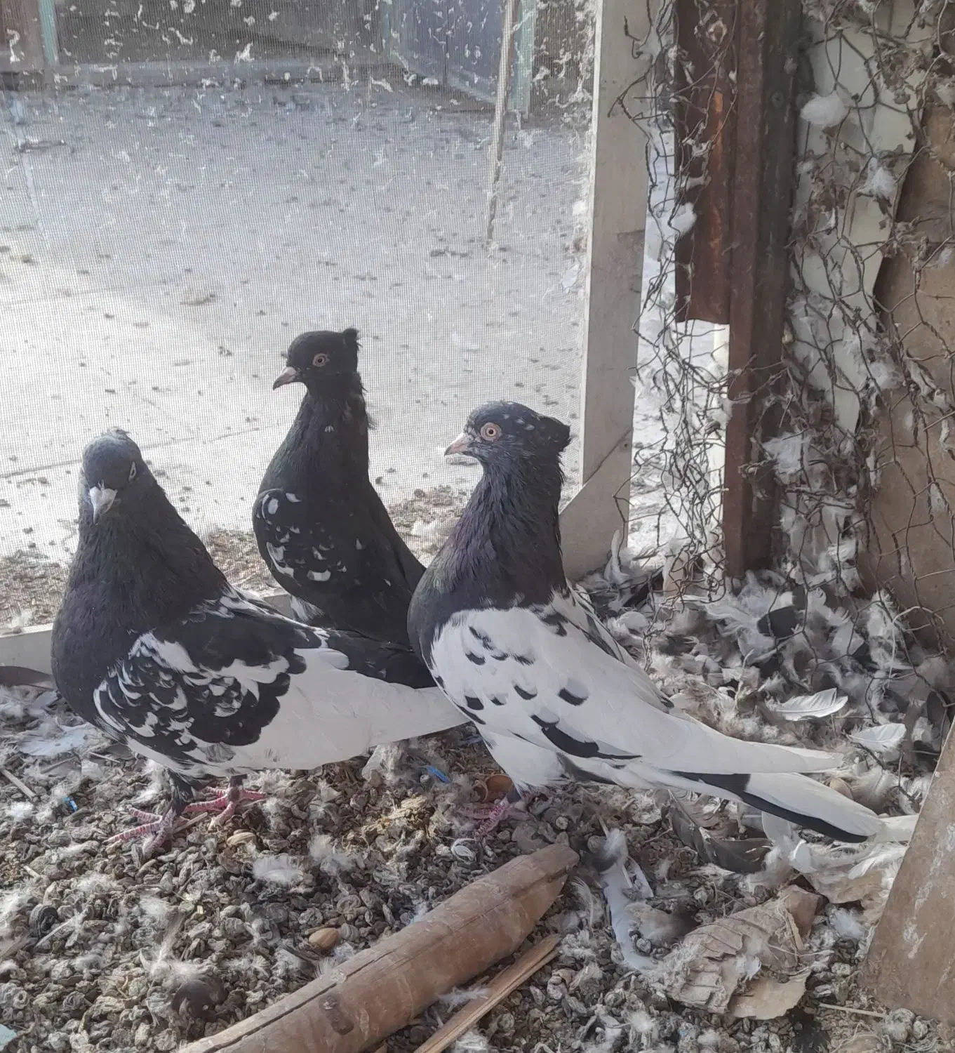 کبوتر معلقی|پرنده|رفسنجان, |دیوار