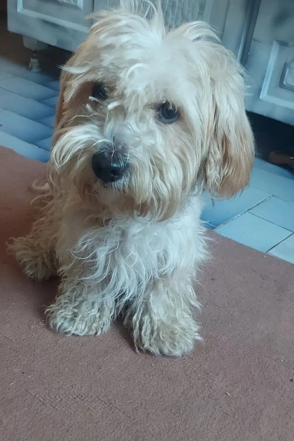 سگ شیتزو|سگ|اردبیل, |دیوار