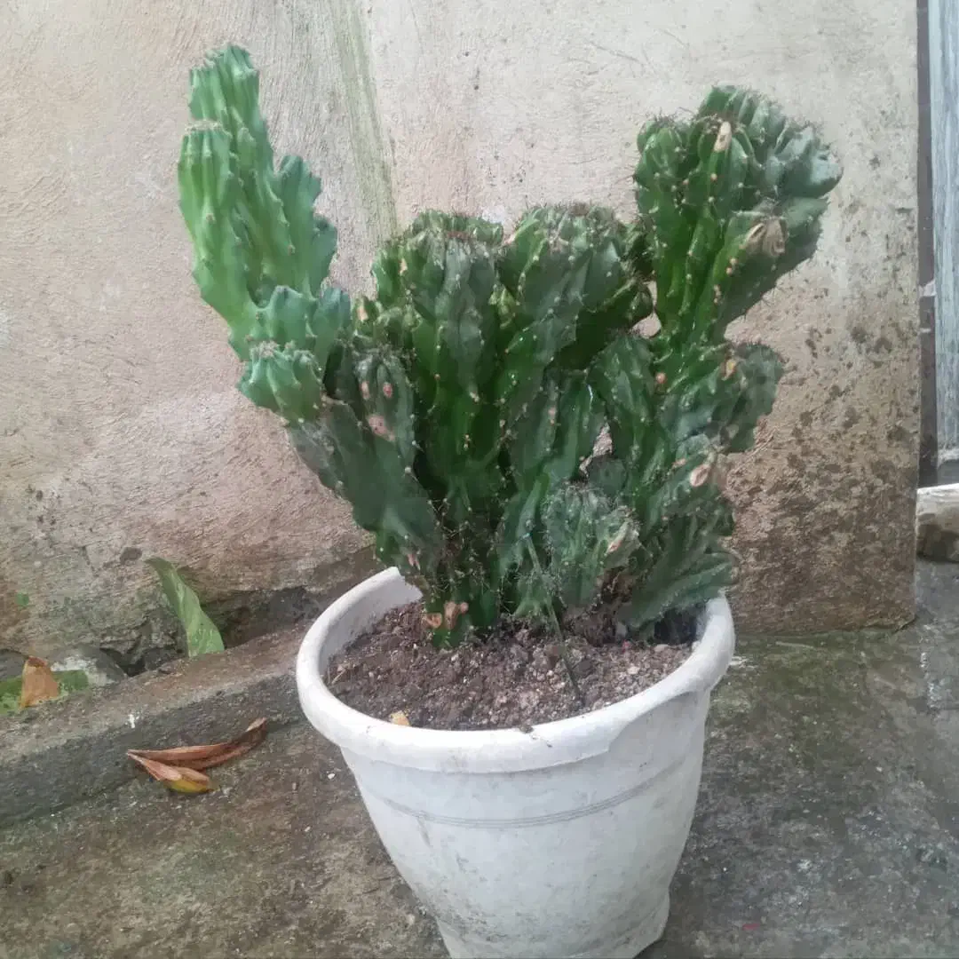 کاکتوس صخره ای|گل و گیاه طبیعی|رشت, حمیدیان|دیوار
