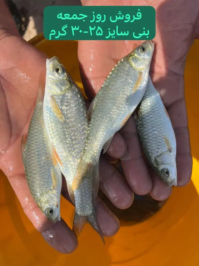 پخش بچه ماهی طوفان و آمور و کپور|ماهی|زابل, |دیوار