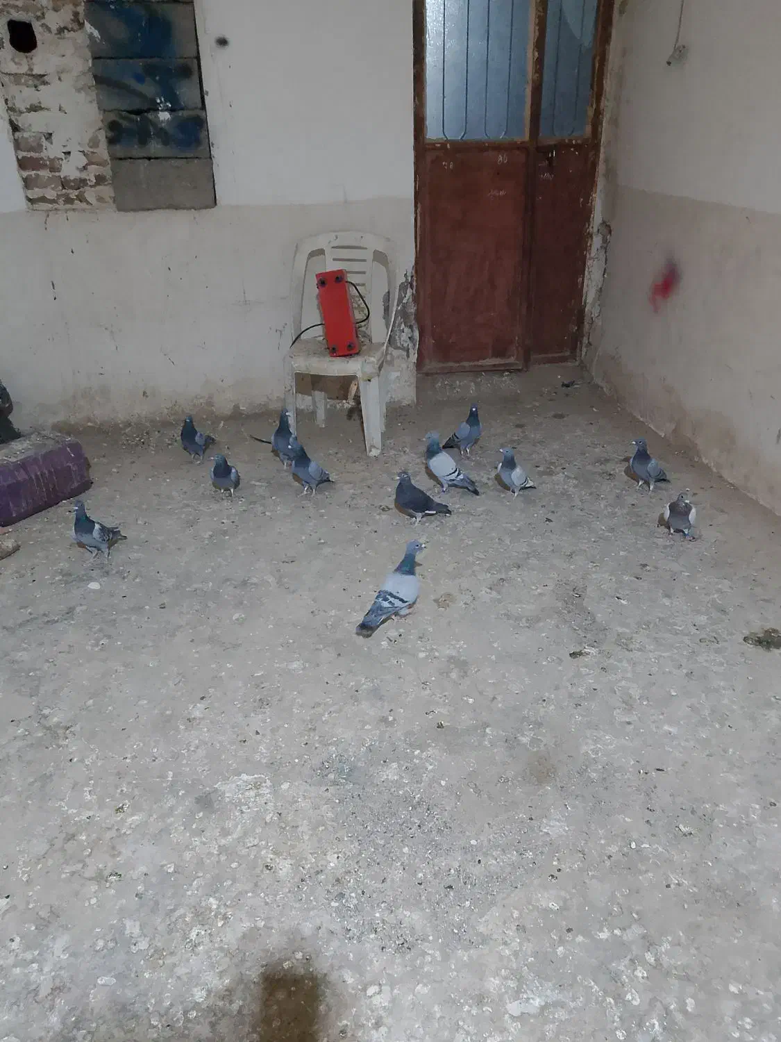 گفتر سبز ومگس|پرنده|نهبندان, |دیوار