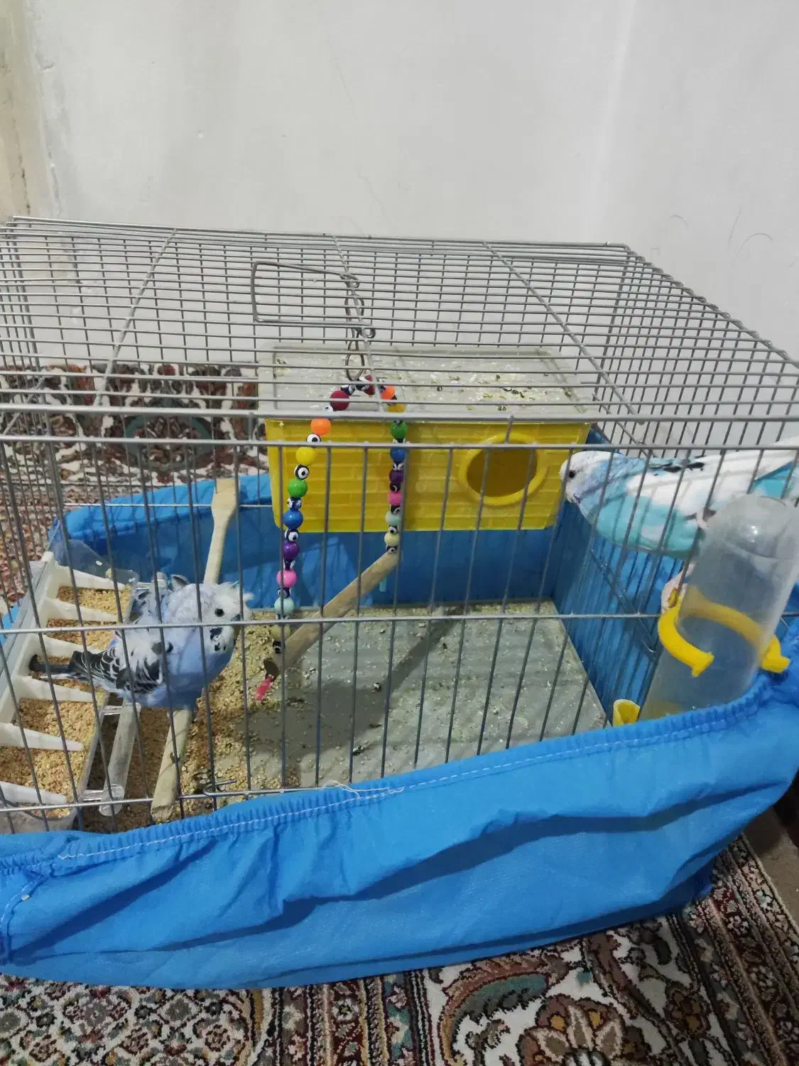 یک جفت مرغ عشق با قفسه|پرنده|فردیس, شهرک شهید حسینی|دیوار