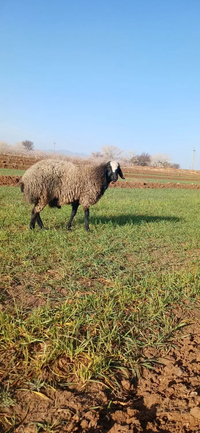 قوچ شال اصیل|حیوانات مزرعه|مشهد, کوشش|دیوار