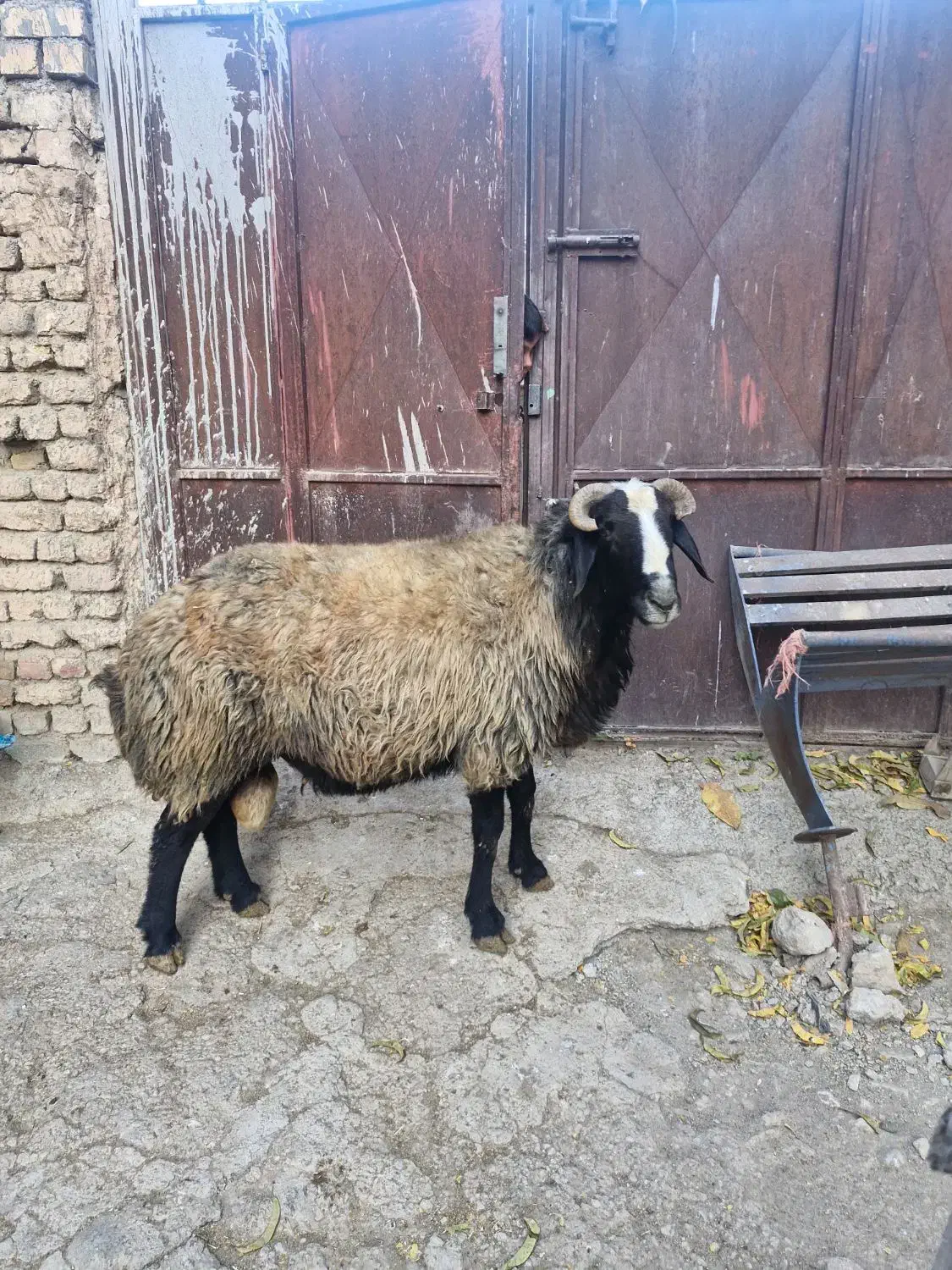 قوچ|حیوانات مزرعه|فریدونشهر, |دیوار