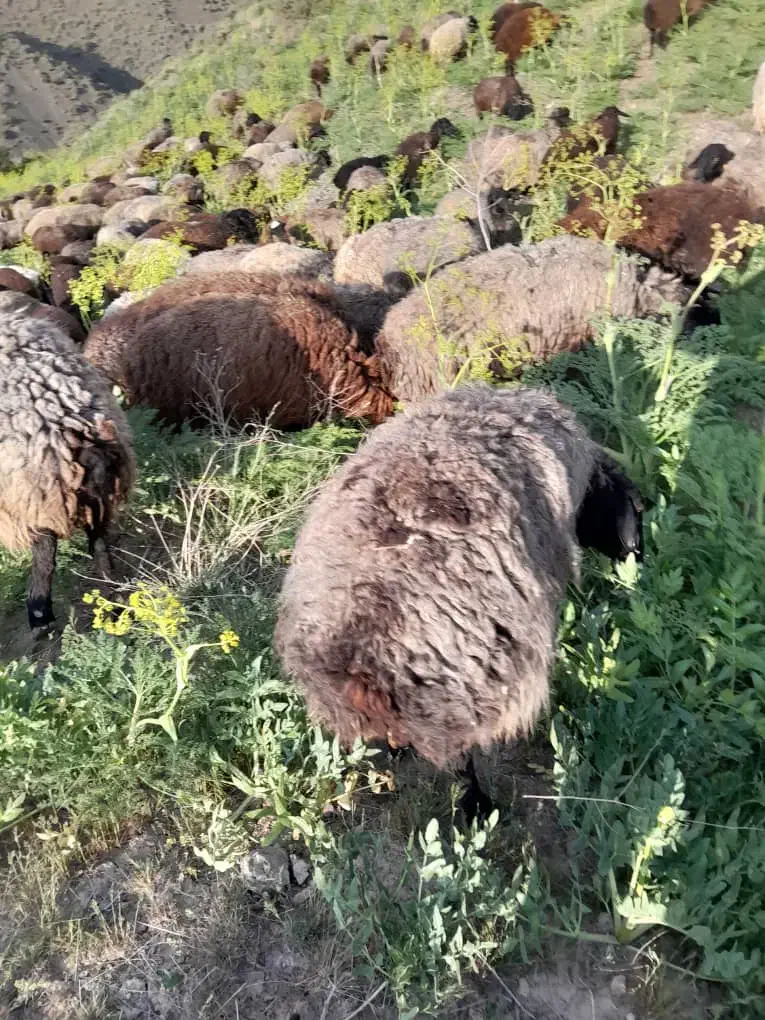 گوسفند زنده بره محلی لار|حیوانات مزرعه|رودهن, |دیوار