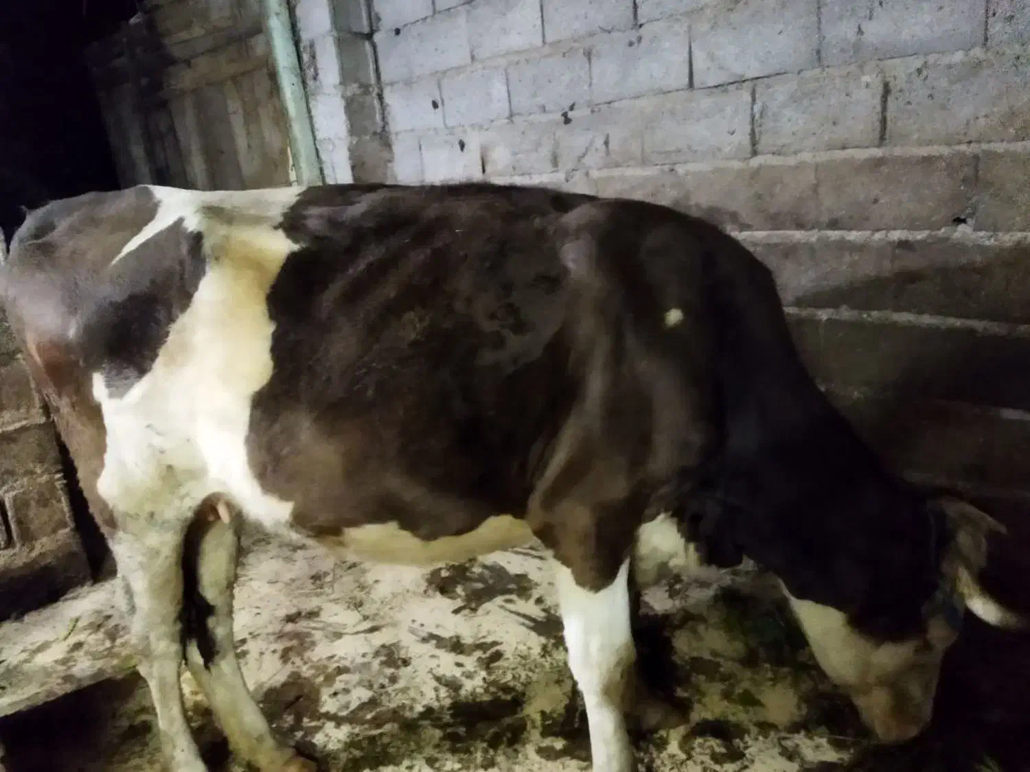 یک راس گاو ماده|حیوانات مزرعه|آستانه اشرفیه, |دیوار