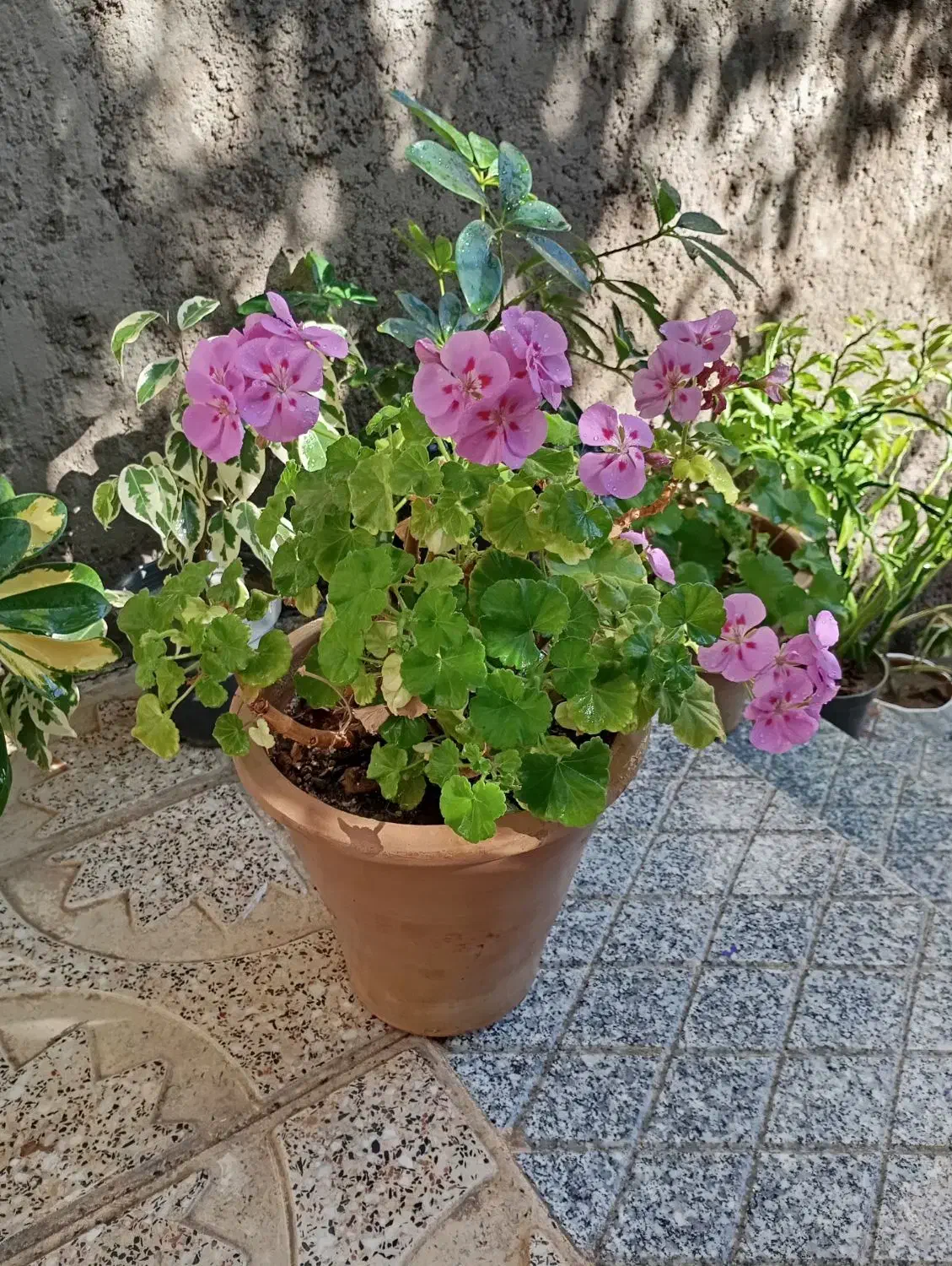 گل‌های فروشی|گل و گیاه طبیعی|آذرشهر, |دیوار