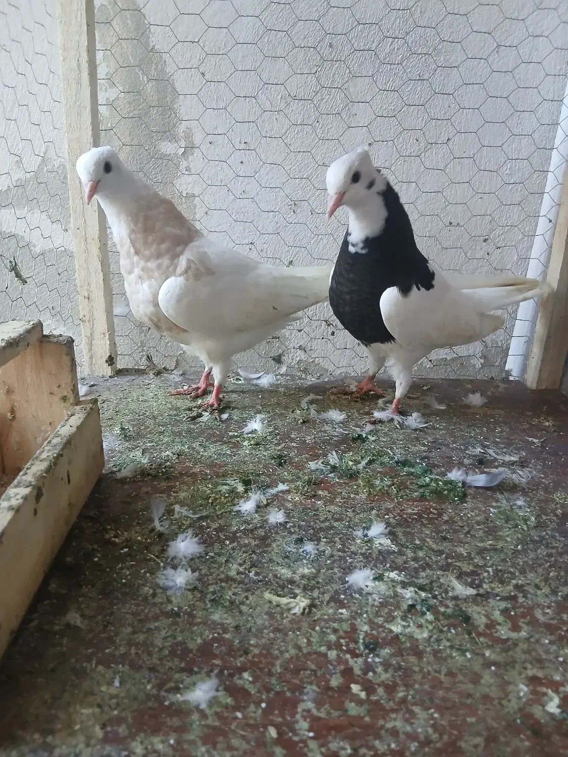 گفتر رنگی|پرنده|ساری, |دیوار