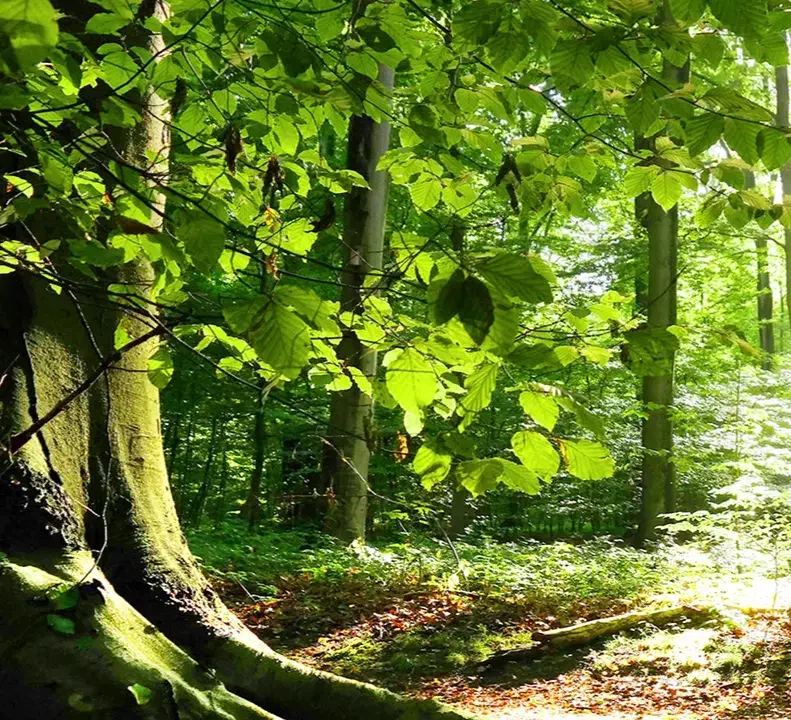 باغداری و هرس کار|خدمات باغبانی و درختکاری|دماوند, گیلاوند|دیوار