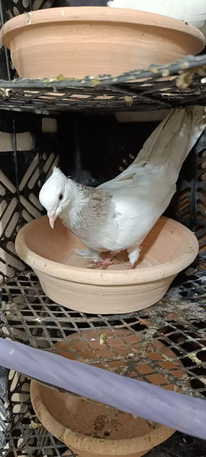 کبوتر پرشی طوقی دمبی ابلغ شازده|پرنده|شهریار, شهریار|دیوار