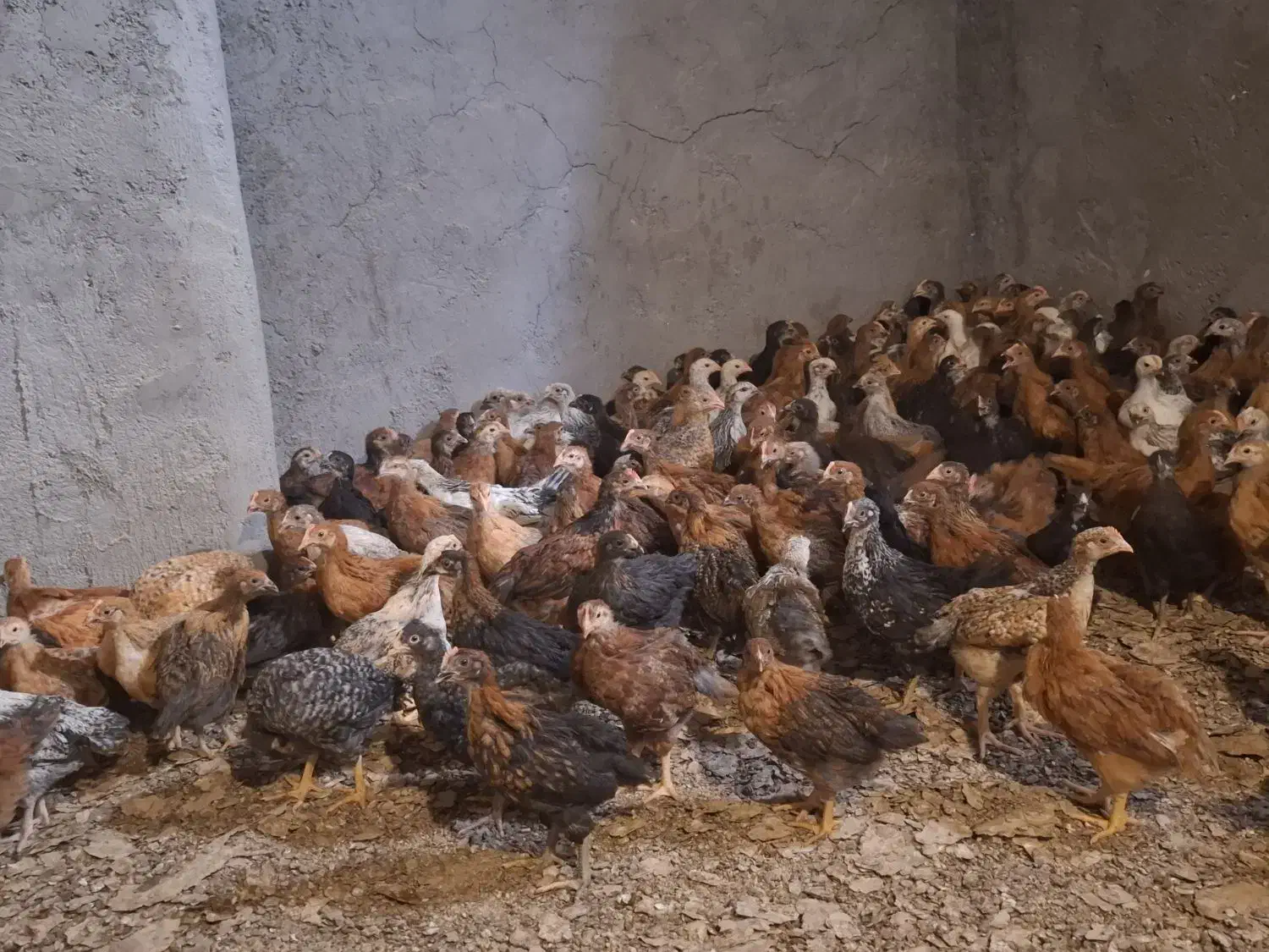 نیمچه گلپایگانی 45 روزه|حیوانات مزرعه|قم, منبع آب|دیوار