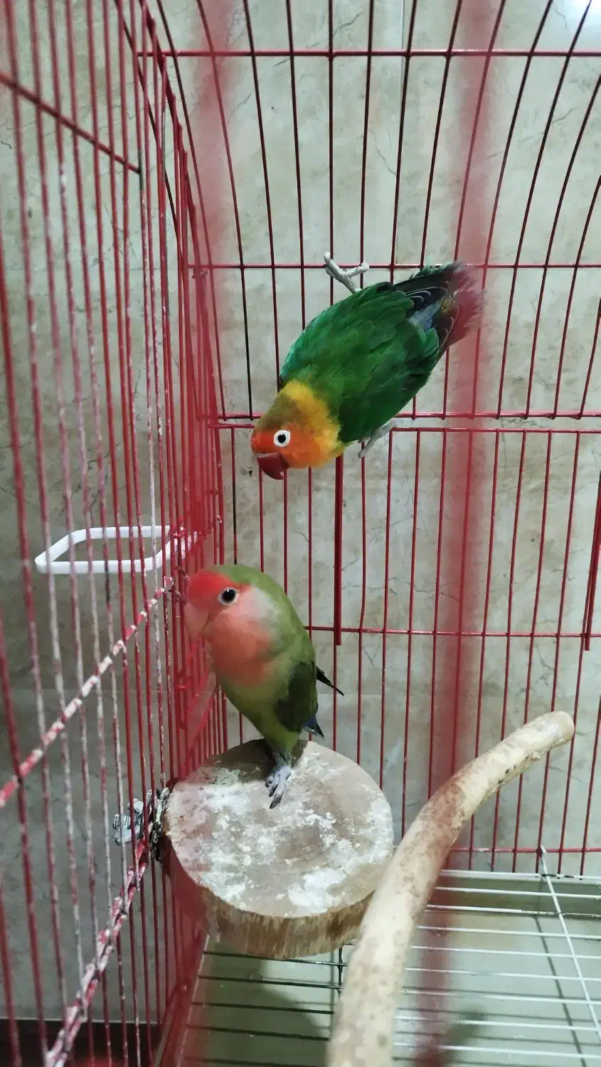 یک جفت طوطی|پرنده|قنوات, |دیوار