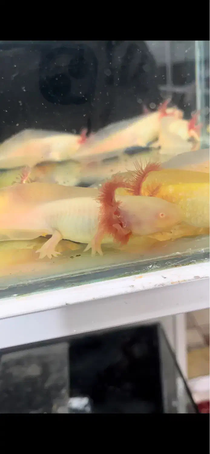 ماهی اکواریوم ماهی خندان|ماهی|تهران, سعیدآباد|دیوار