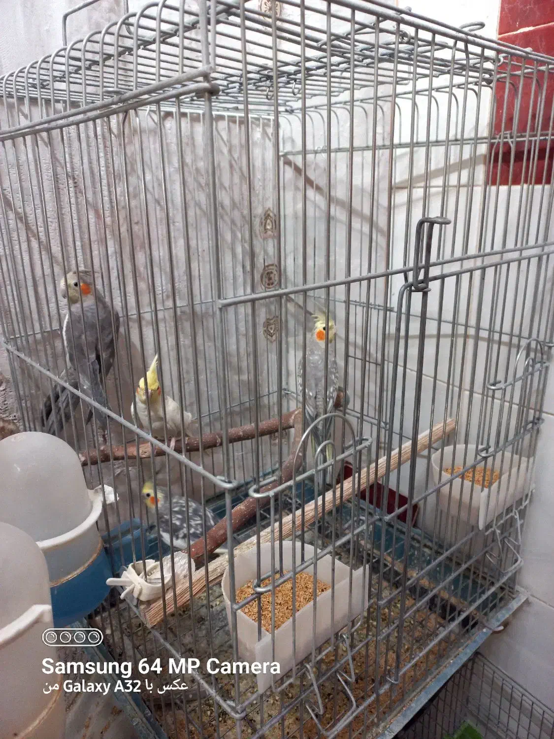 به شرط سلامت بودن|پرنده|نورآباد, |دیوار