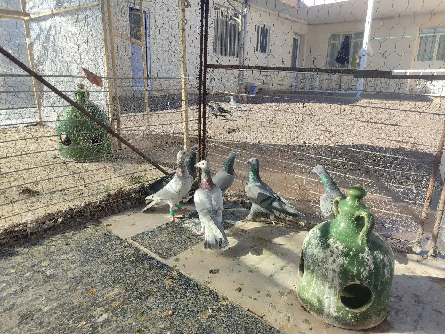 هفت رنگ خطی|پرنده|قزوین, |دیوار