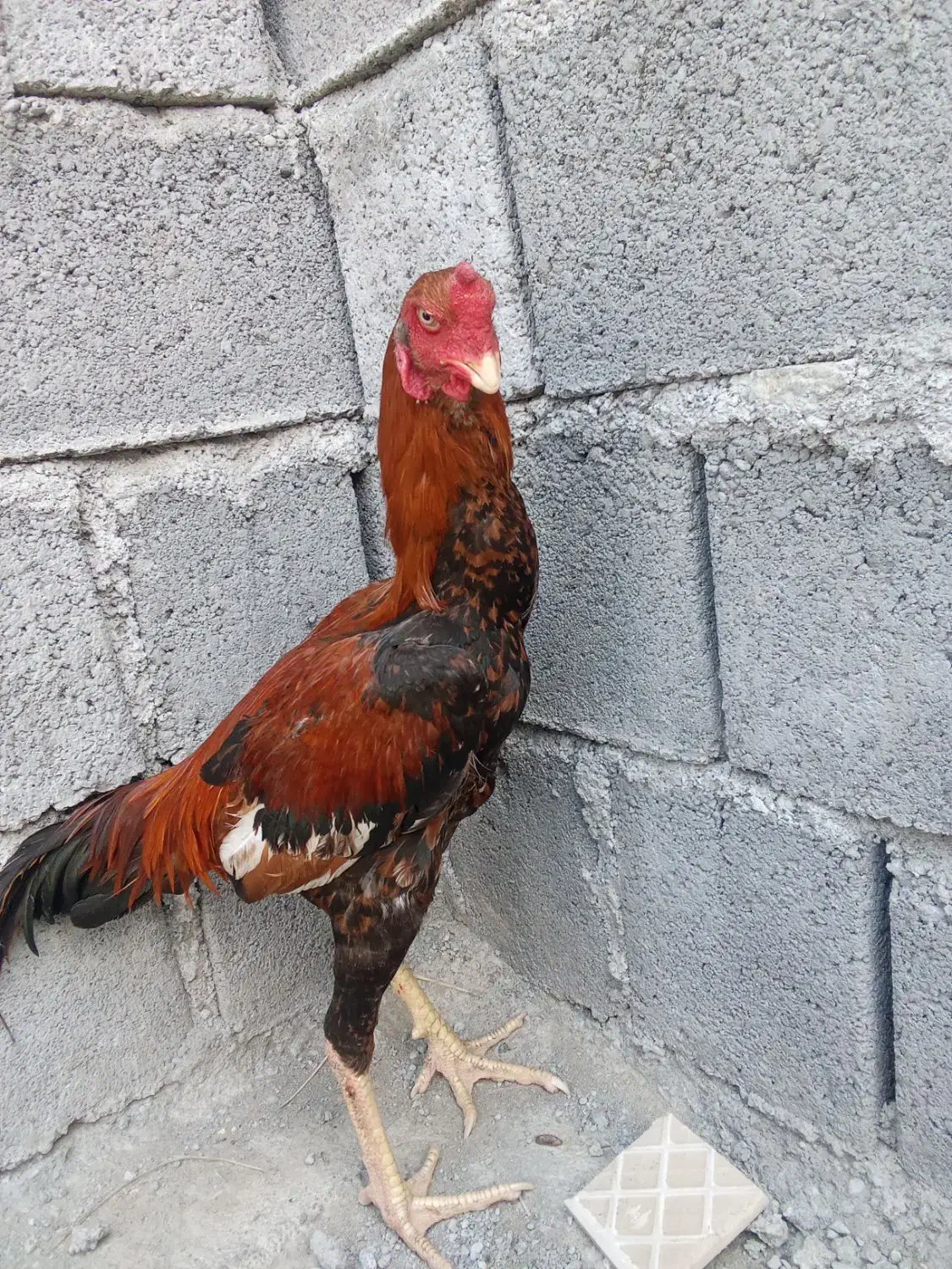 خروس|حیوانات مزرعه|میناب, |دیوار