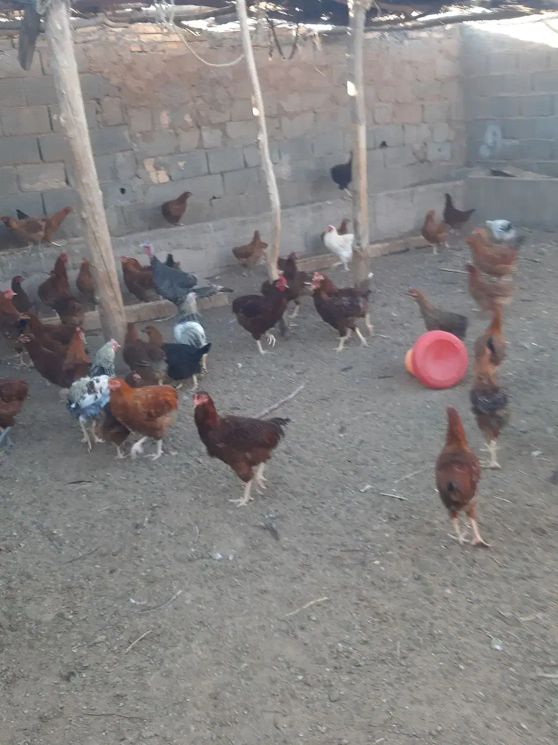 مرغ خروس|حیوانات مزرعه|باشتین, |دیوار