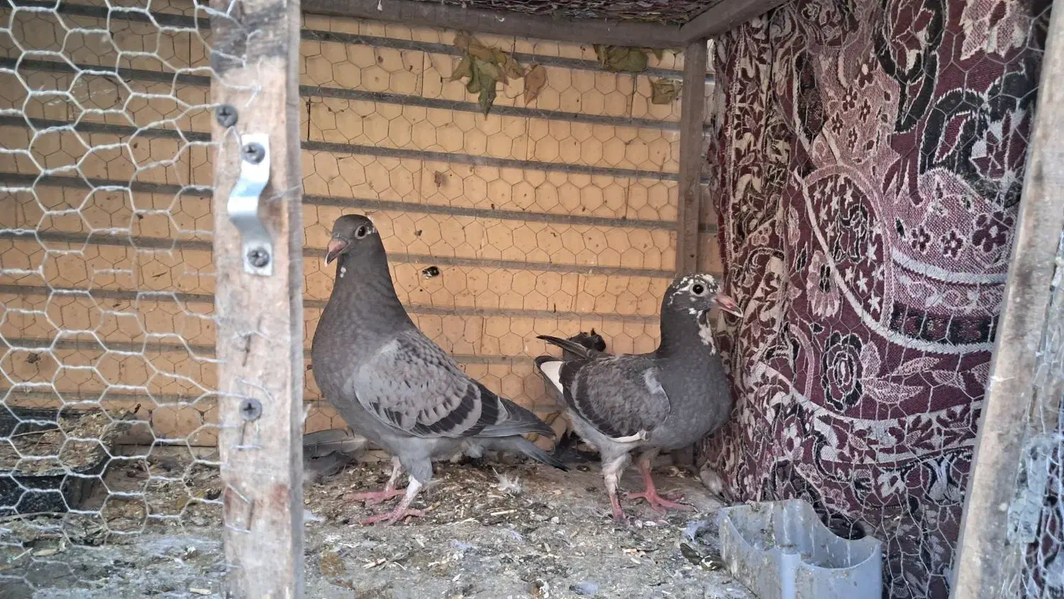 جوجه پلاکی درجه یک|پرنده|لنجان, |دیوار