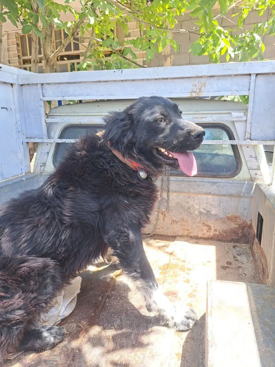 سگ قدرجونی گله ای|سگ|خاتم, |دیوار