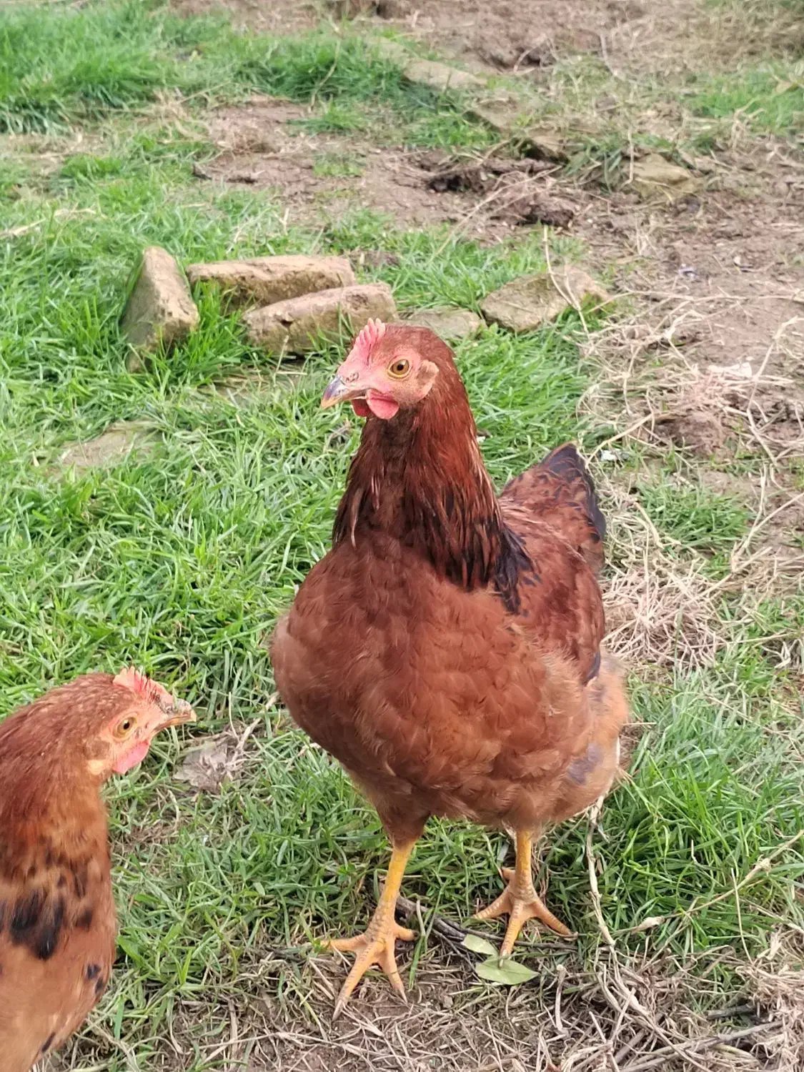 جوجه|حیوانات مزرعه|بهشهر, |دیوار