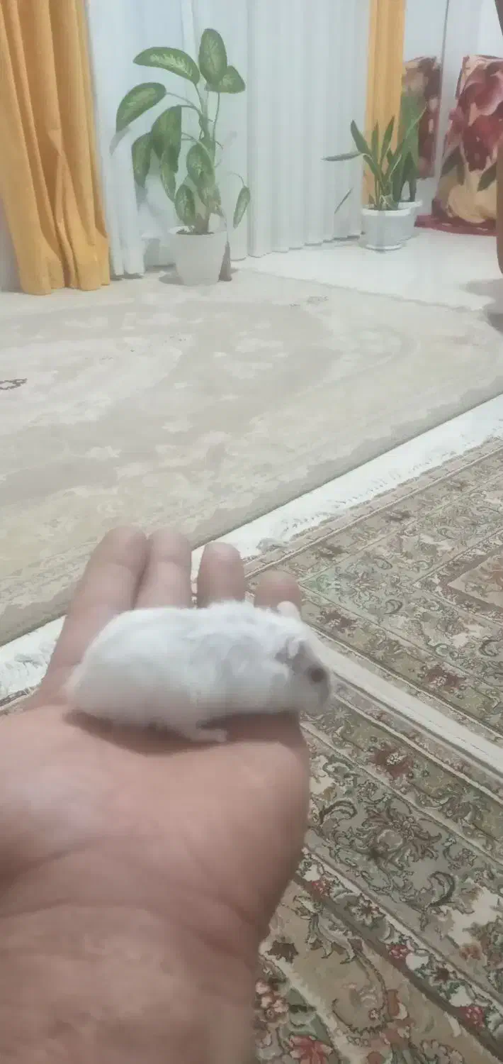 همستر سفید رام|موش و خرگوش|قائمشهر, |دیوار