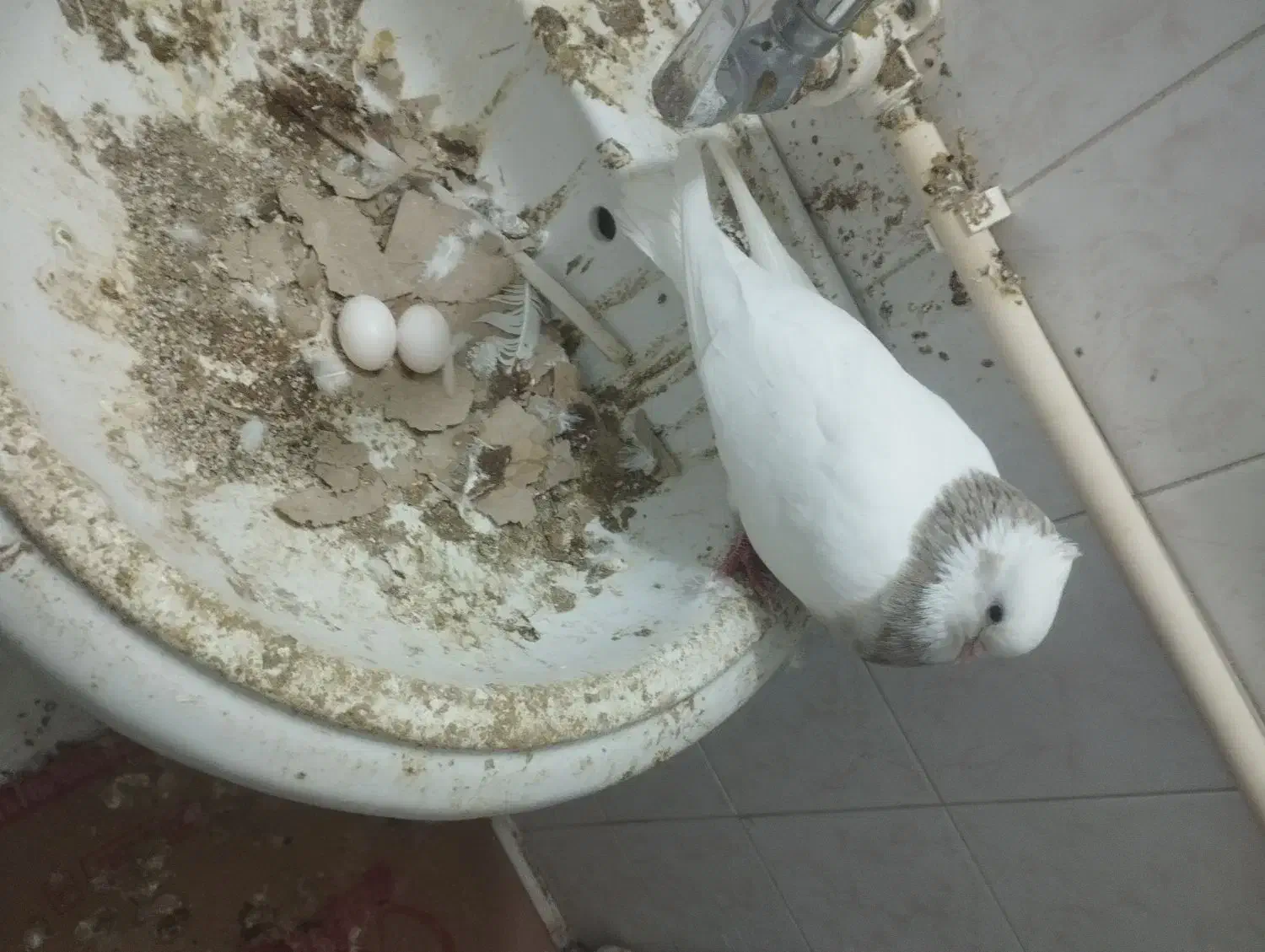 طوقی پاک و جوجه رسون|پرنده|فردوس (خراسان), |دیوار