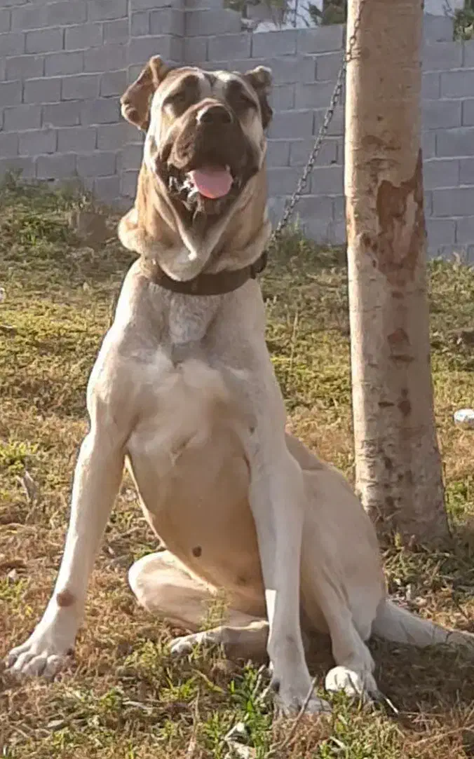 توله سراب ماده|سگ|رامسر, |دیوار