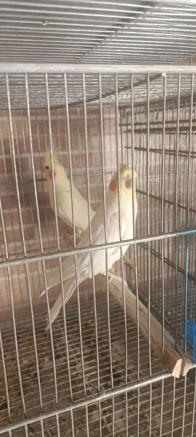 عروس هلندی جفت مولد حراج|پرنده|مبارکه, |دیوار