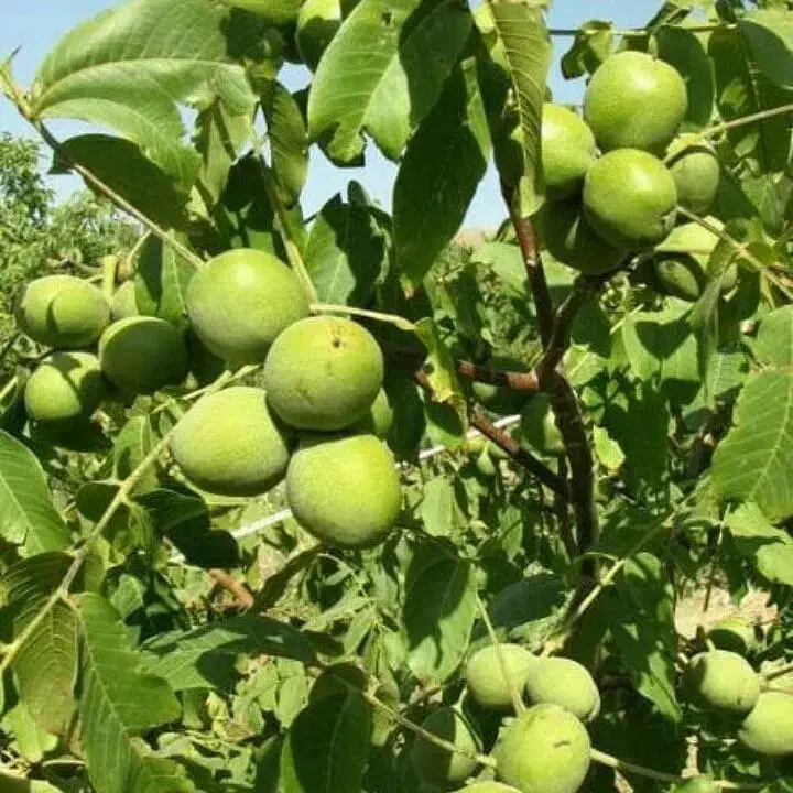 نهال گردو ژنوتیپ برتر|خدمات باغبانی و درختکاری|رشت, آب آسیاب|دیوار