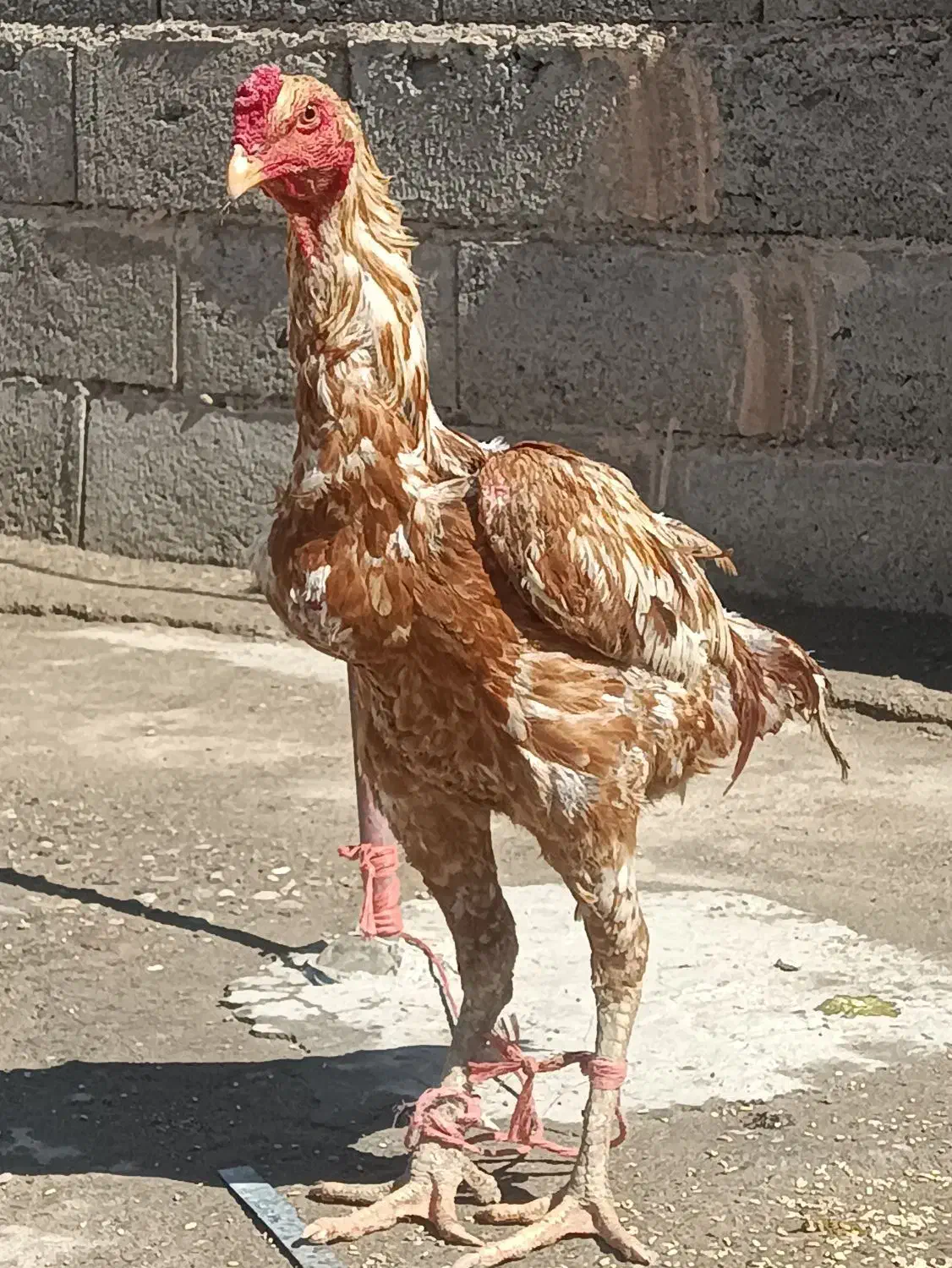 خروس|پرنده|میاندوآب, |دیوار