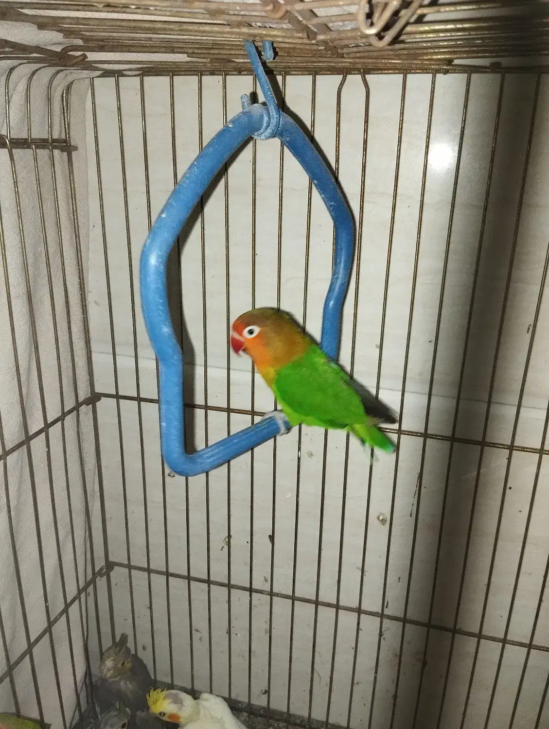 پرنده|پرنده|سیمین شهر, |دیوار