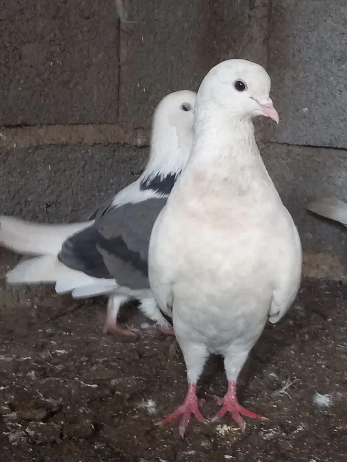 کبوتر|پرنده|رشت, پل تالشان|دیوار