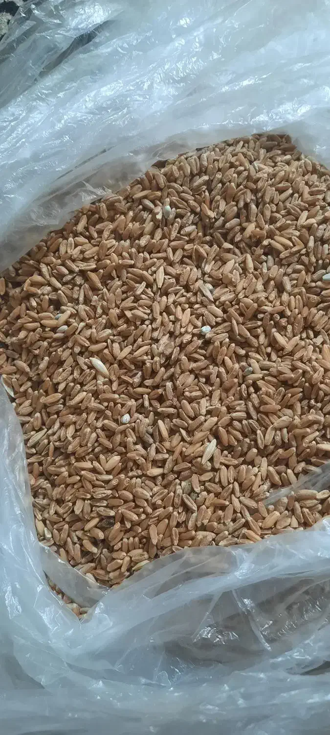 گندم بوجاری شده|خوردنی و آشامیدنی|قم, محمد آباد|دیوار