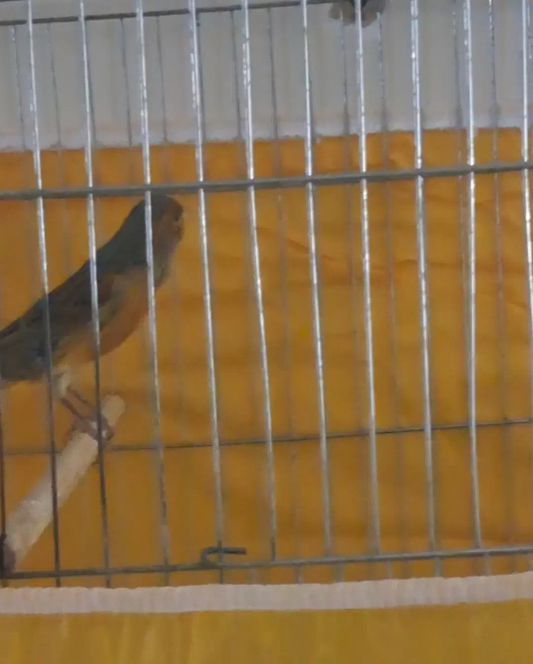 یک عدد قناری سوخته|پرنده|خمینی‌شهر, |دیوار