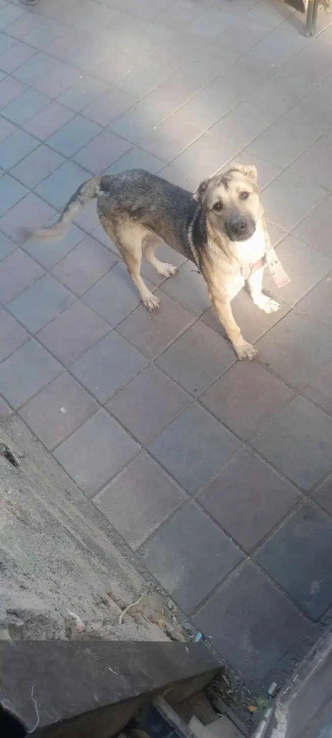 گمشده|حیوانات|زنجان, |دیوار