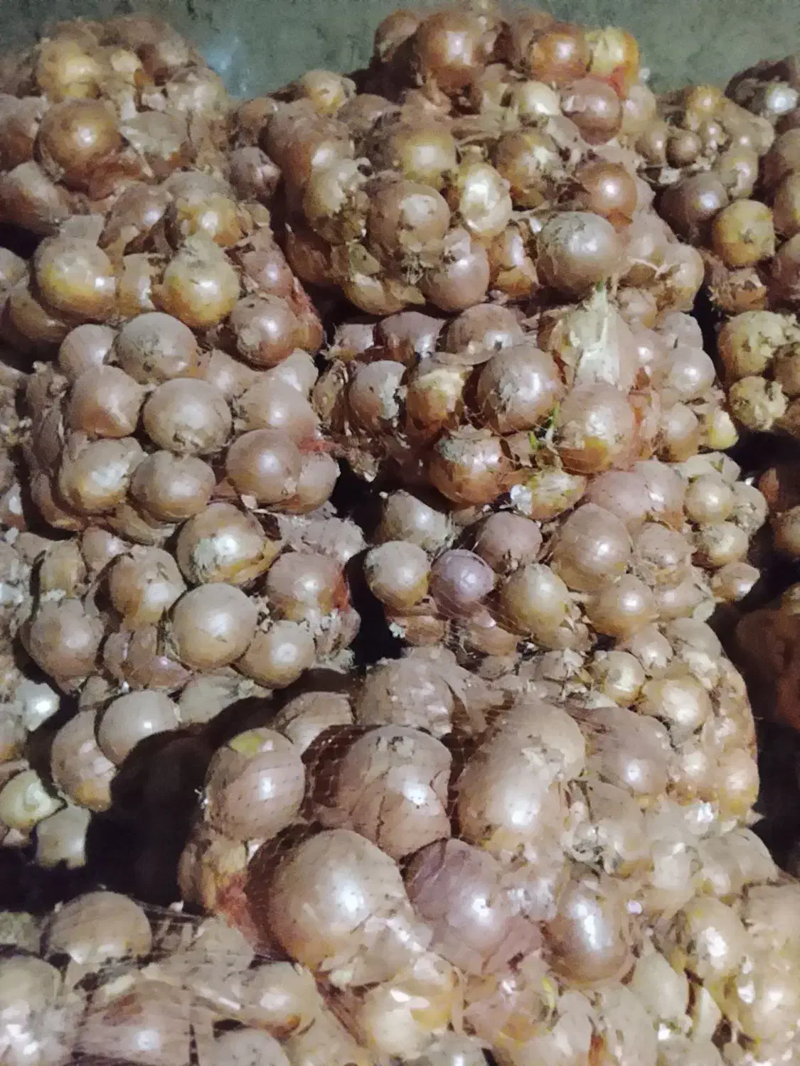 پیاز درشت|خوردنی و آشامیدنی|فاروج, |دیوار